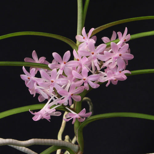 Ascocentrum christensonianum