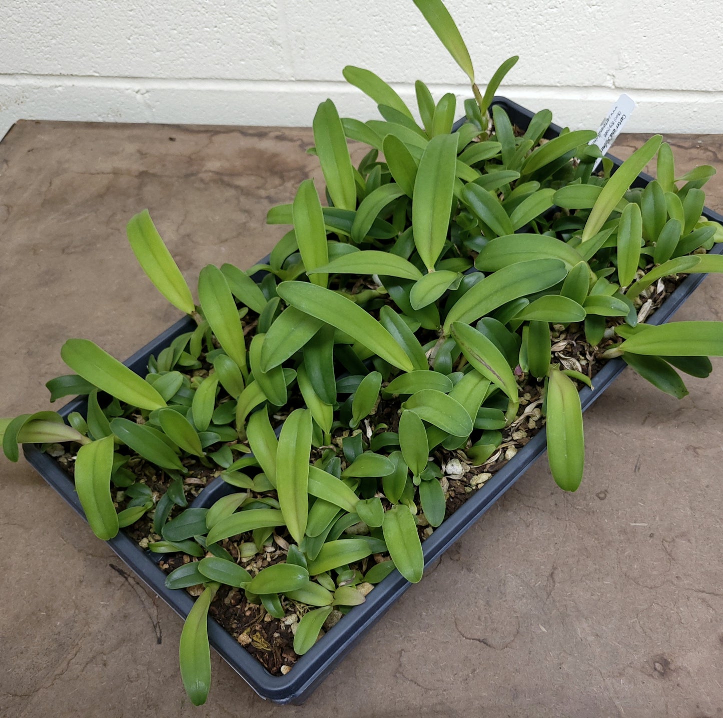**COMMUNITY TRAY** Blc. Memoria Arie Heerema