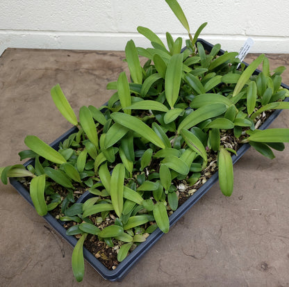 **COMMUNITY TRAY** Blc. Memoria Arie Heerema