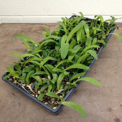**COMMUNITY TRAY** Blc. Memoria Arie Heerema