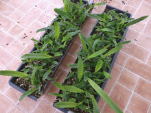 Load image into Gallery viewer, *1/2 TRAY** Laelia purpurata var. carnea