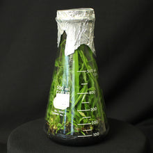 Load image into Gallery viewer, Lycaste consobrina  x Lycaste Little Kitty *FLASK*