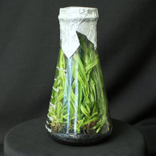 Load image into Gallery viewer, Lycaste consobrina  x Lycaste Little Kitty *FLASK*