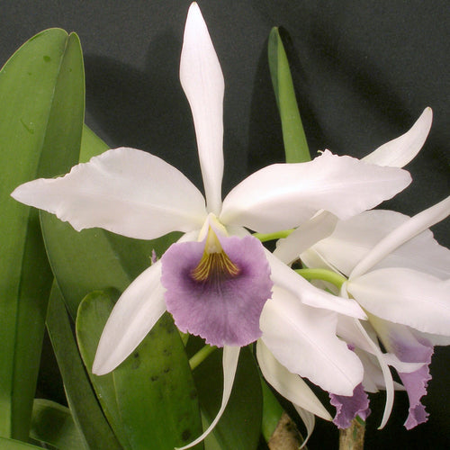 Orchid Catalog Carter and Holmes Orchids