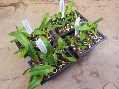 *6-Pack* Blc. Annie Belle x Pot. Melisa