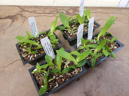 *6-Pack* Cattleya Celestial Bliss