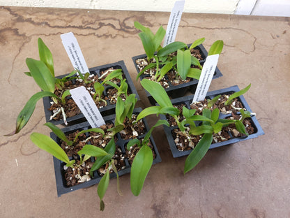 *6-Pack* Lc. Bethune x Pot. Newberry Delight