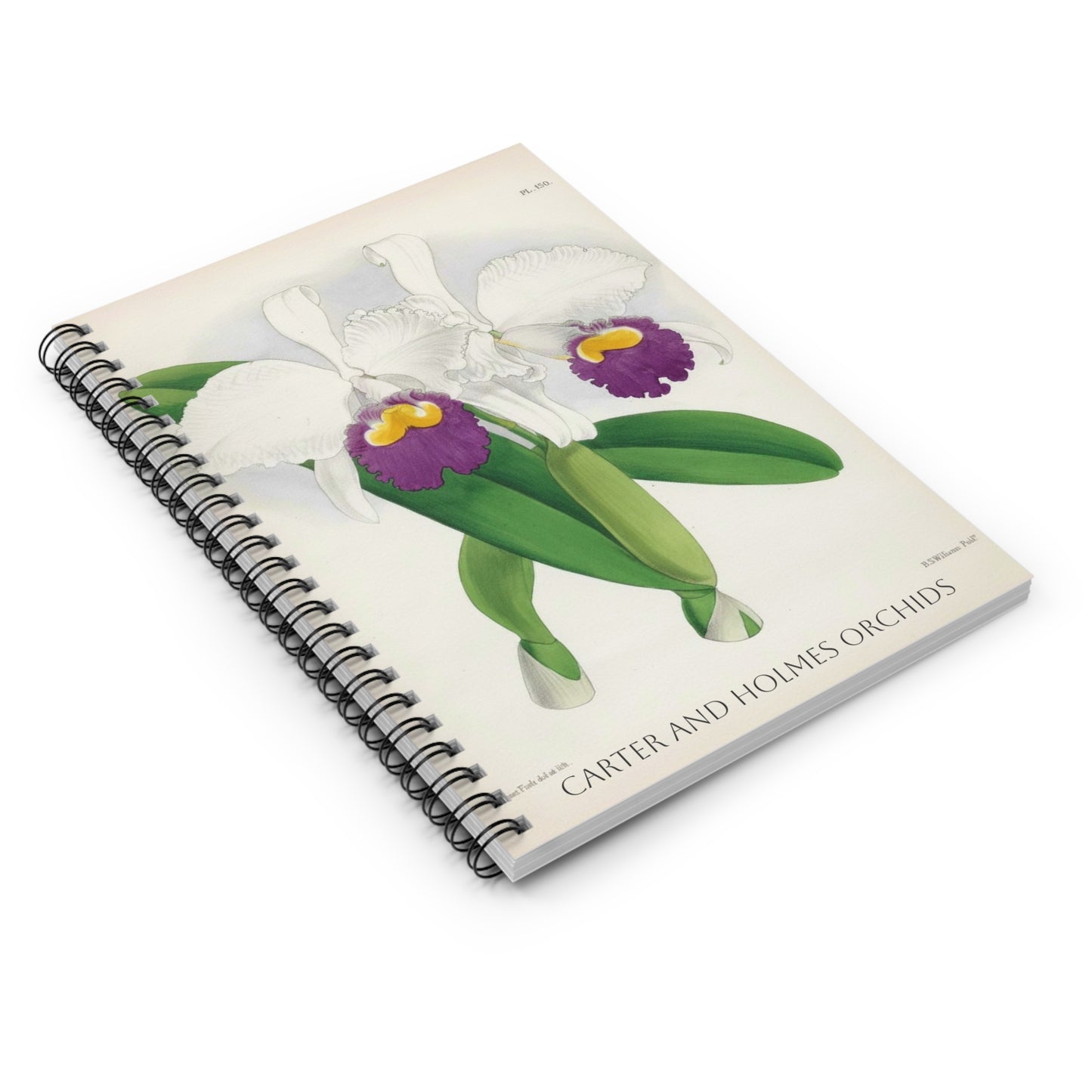White Cattleya Orchid Spiral Notebook | Ruled Lined Journal, Botanical Illustration
