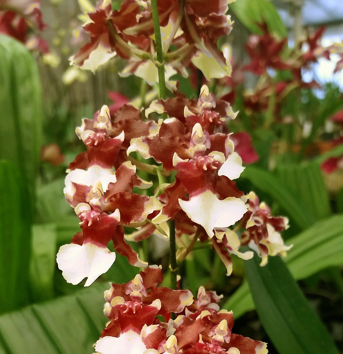 Oncidium Aka Baby 'Raspberry Chocolate' HCC/AOS