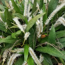 Load image into Gallery viewer, Dendrochilum glumaceum &#39;Freel&#39;s&#39;  *Divisions*