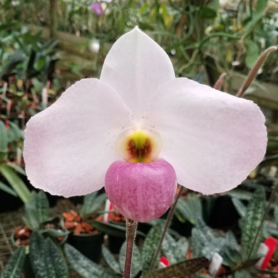 Paphiopedilum Ho Chi Minh *Rare Hybrid*