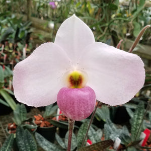 Paphiopedilum Ho Chi Minh *Rare Hybrid*