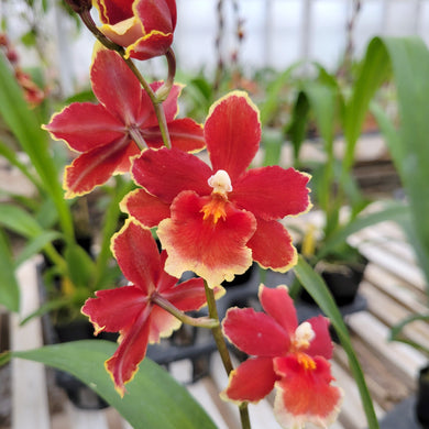 Oncidiopsis Crimson Pride