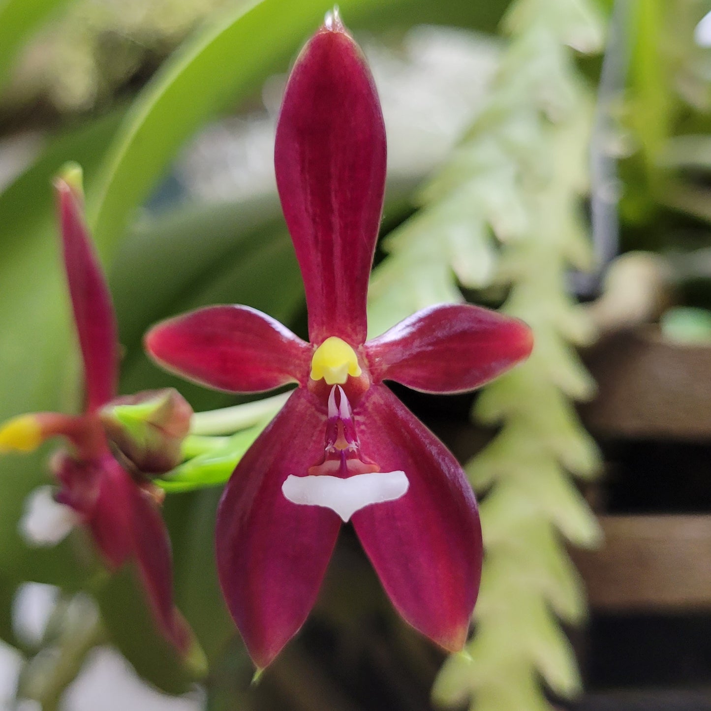 Phalaenopsis cornu-cervi var. chattalade 'Mendenhall' HCC/CCM/AOS  x sibling