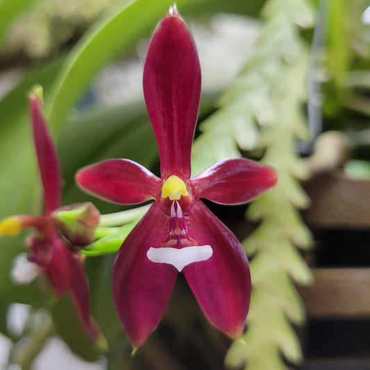 Phalaenopsis cornu-cervi var. chattalade 'Mendenhall' HCC/CCM/AOS  x sibling