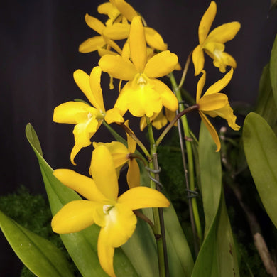 Cattleya aurantiaca x Ctna. Why Not