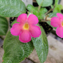 Load image into Gallery viewer, Episcia cupreata &#39;Slinky Pink&#39;