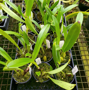 Bulbophyllum cocoinum 'Phelps Farm'- Divisions