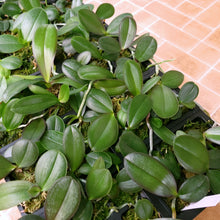 Load image into Gallery viewer, 6-pack--Phal. Da Shang Pink Freckles  x Phal. Looking for Matthew &#39;Newberry&#39;