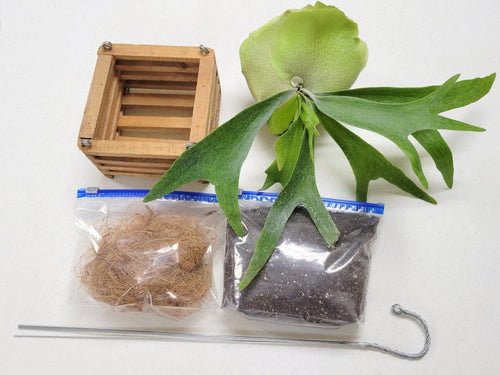 Staghorn Fern DIY Basket Kit