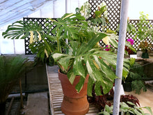 Load image into Gallery viewer, Monstera deliciosa &#39;Thai Constellation&#39;  *Pick Up or Delivery Only*