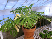 Load image into Gallery viewer, Monstera deliciosa &#39;Thai Constellation&#39;  *Pick Up or Delivery Only*