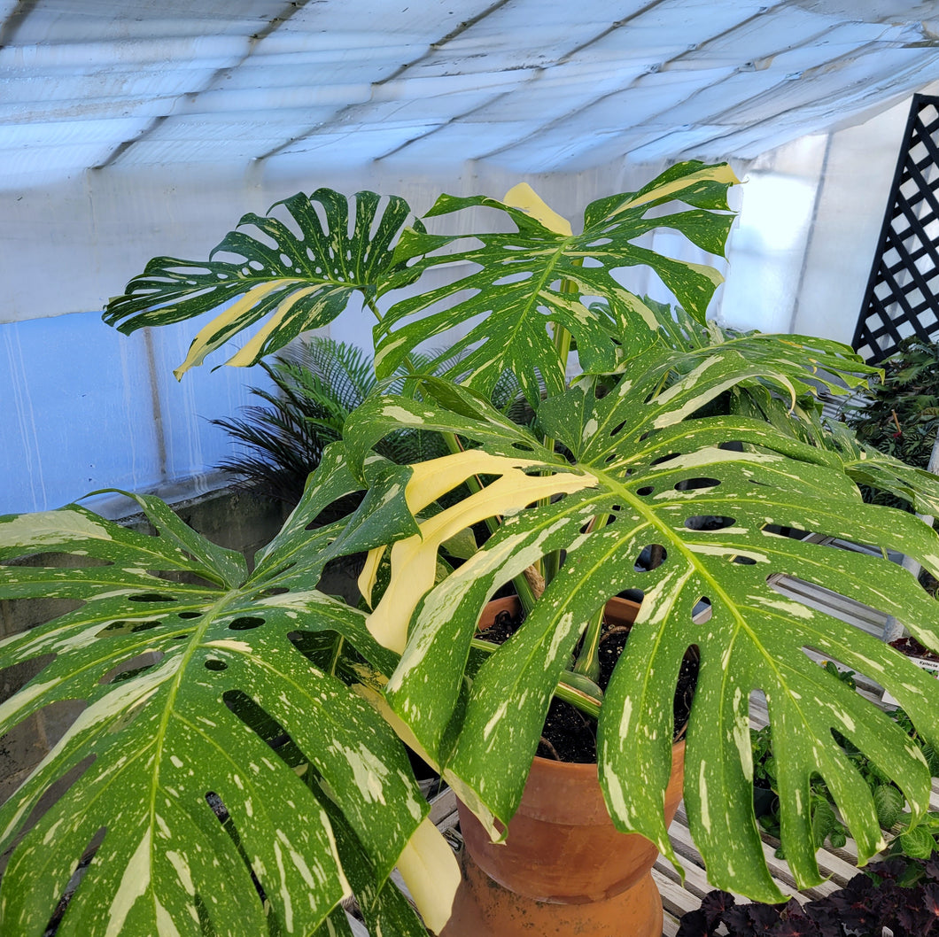 Monstera deliciosa 'Thai Constellation'  *Pick Up or Delivery Only*