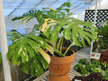 Load image into Gallery viewer, Monstera deliciosa &#39;Thai Constellation&#39;  *Pick Up or Delivery Only*