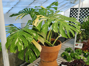 Monstera deliciosa 'Thai Constellation'  *Pick Up or Delivery Only*
