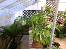 Load image into Gallery viewer, Monstera deliciosa &#39;Thai Constellation&#39;  *Pick Up or Delivery Only*
