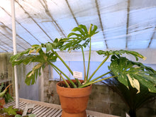 Load image into Gallery viewer, Monstera deliciosa &#39;Thai Constellation&#39;  *Pick Up or Delivery Only*