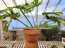 Load image into Gallery viewer, Monstera deliciosa &#39;Thai Constellation&#39;  *Pick Up or Delivery Only*