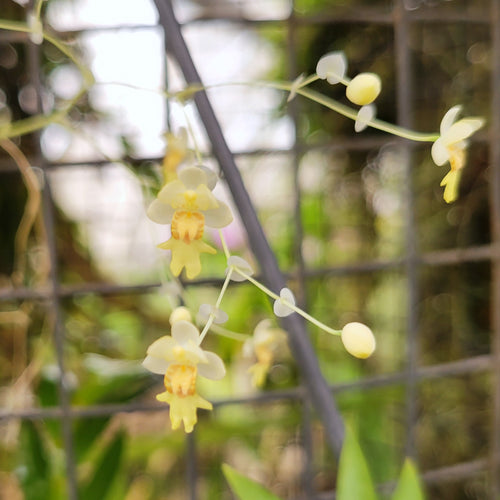 Orchid Catalog Carter and Holmes Orchids Page 2