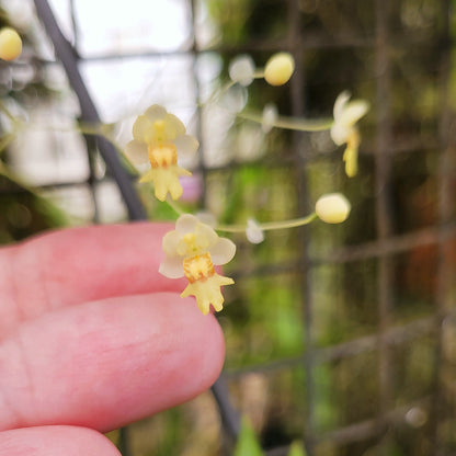 Lockhartia acuta x self