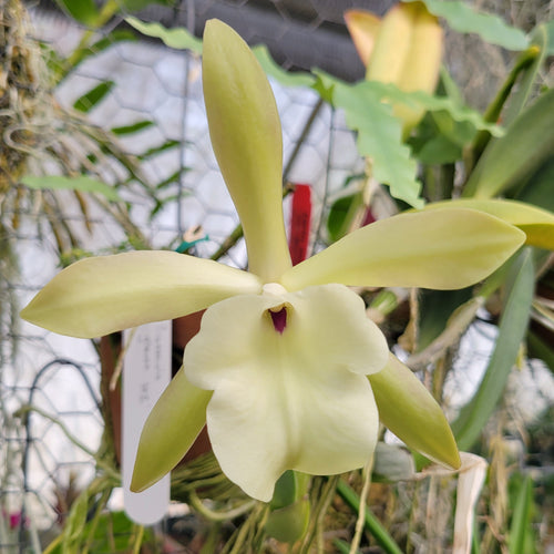 Brassavola glauca x self