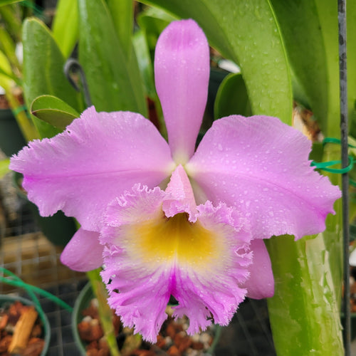 Blc. Newberry Joy 'Mendenhall'  *Division*