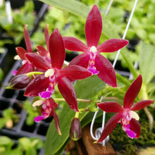 Load image into Gallery viewer, A potted Phalaenopsis orchid with glossy, red flowers and some purple shading on the leaves, growing in a greenhouses setting.