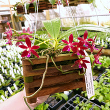Load image into Gallery viewer, 6-Pack Phalaenopsis Corning-Cervi