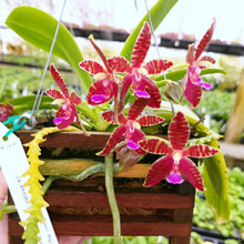 Load image into Gallery viewer, 6-Pack Phalaenopsis Corning-Cervi