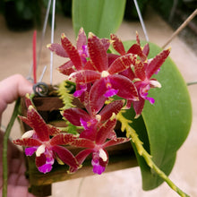 Load image into Gallery viewer, 6-Pack Phalaenopsis Corning-Cervi