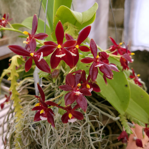 Orchid Catalog Carter and Holmes Orchids