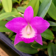 Load image into Gallery viewer, Slc. Dragon Gemstone