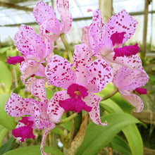Load image into Gallery viewer, **COMMUNITY TRAY** Cattleya amethystoglossa