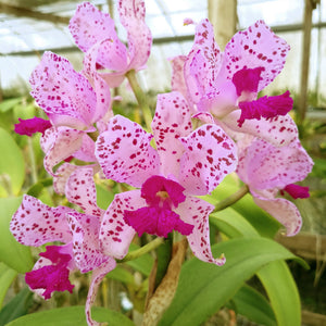 **COMMUNITY TRAY** Cattleya amethystoglossa