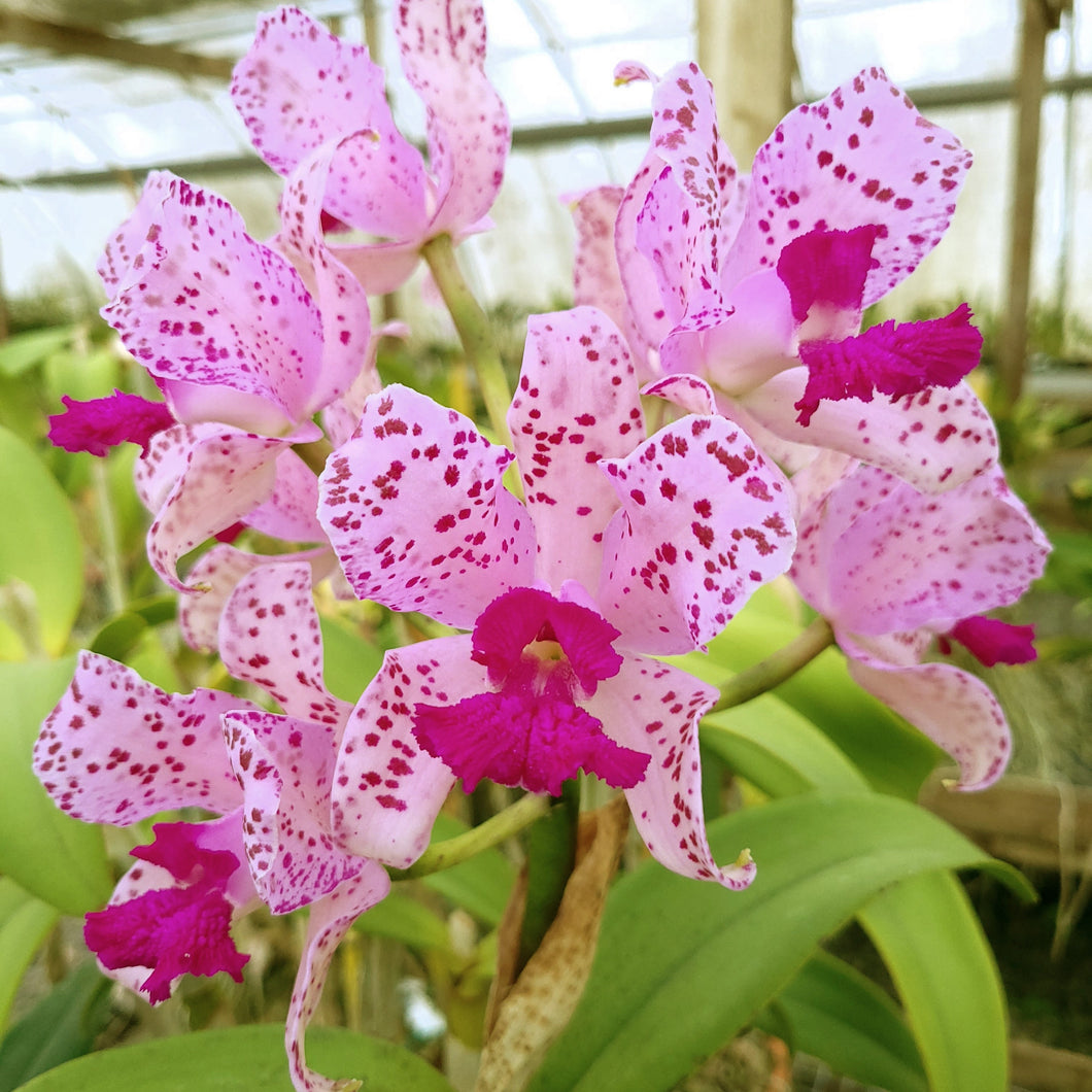 **COMMUNITY TRAY** Cattleya amethystoglossa