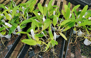 Cattleya Starter Plant Bundle