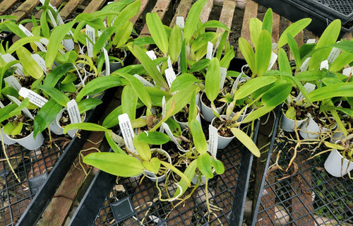 Cattleya Starter Plant Bundle