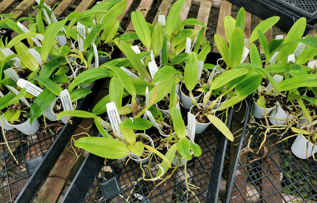Cattleya Starter Plant Bundle