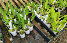 Load image into Gallery viewer, Cattleya Starter Plant Bundle