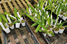 Load image into Gallery viewer, Cattleya Starter Plant Bundle